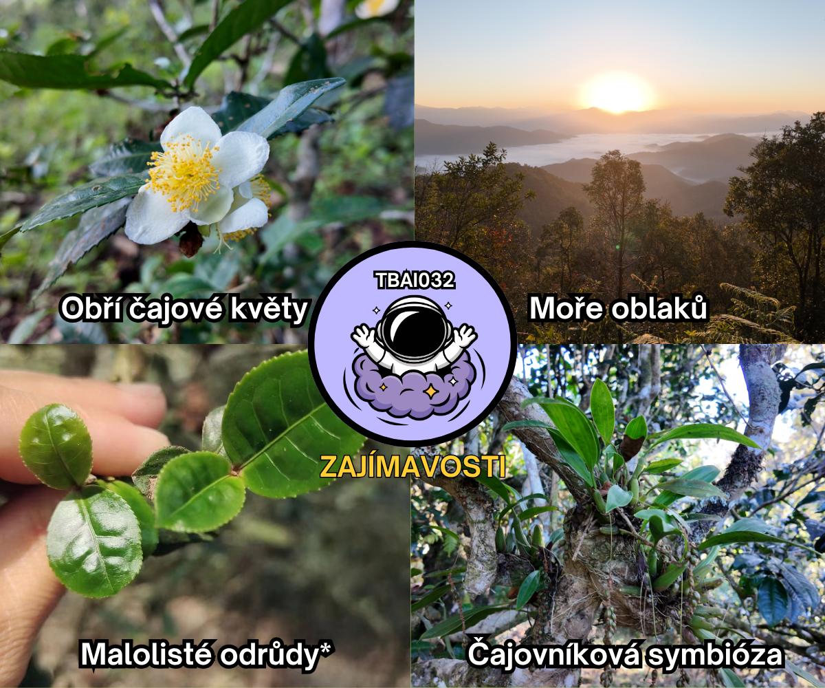 TBAI032 - Background - CZ